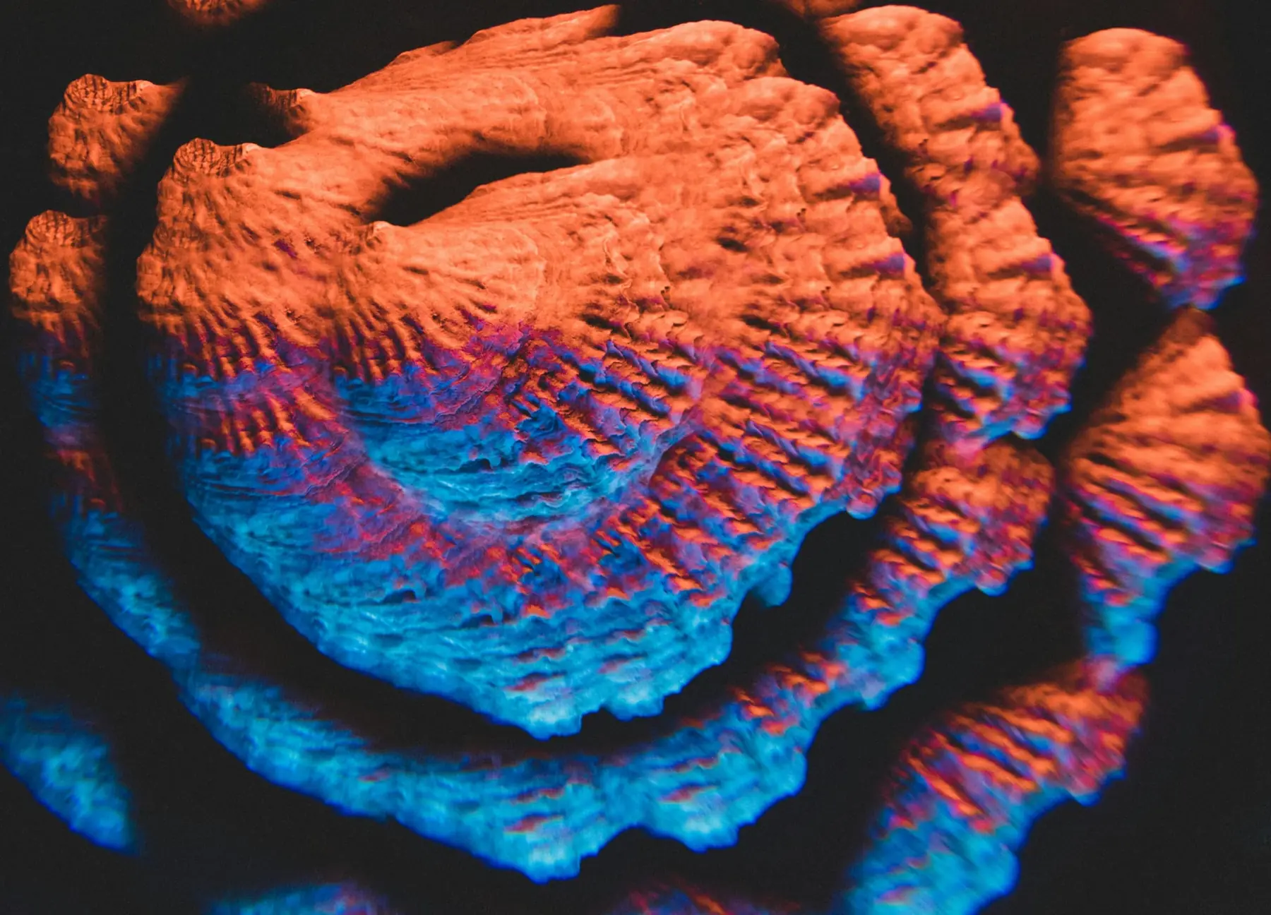 Close-up of a ridged seashell lit in orange and blue, suggesting the theme shell that prints Shopify product description HTML